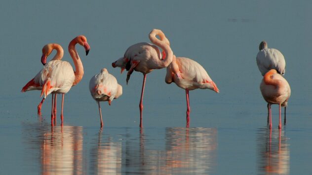 flamenco-rosado-parque-natural-la-guajira-colombia-ecoturismo-senderismo-avistamiento-aves-on-vacation-plan-turistico-vacacional-indigenas-wayuu